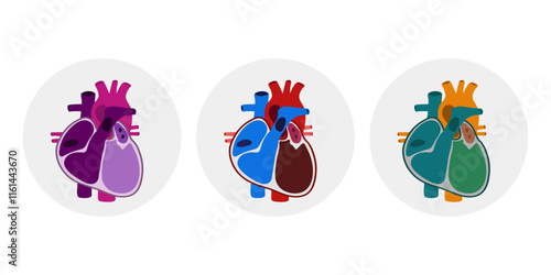 Human Heart Anatomy artery aorta capillary vein