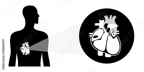 Human Heart Anatomy artery aorta capillary vein
