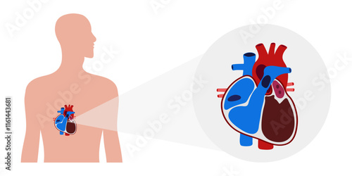 Human Heart Anatomy artery aorta capillary vein
