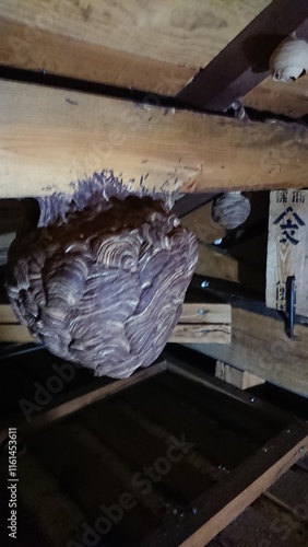 1849)Request for removal of Japanese yellow hornet nest from the deep in the attic on the second floor(Photo taken at 17:14 on august 2, 2017) photo