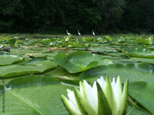 three egrets on a pond in front of  lillypads