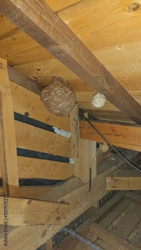 1852)Request for removal of Japanese yellow hornet nest from the deep in the attic on the second floor(Photo taken at 17:17 on august 2, 2017) photo