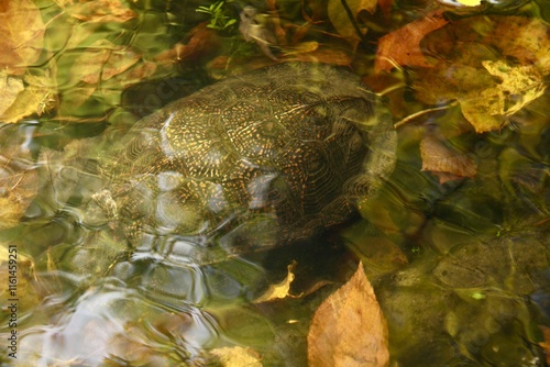 Turtle underwater