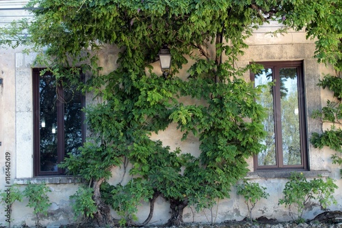 A wall covered by creeper in Villa d'Este, Tivoli photo