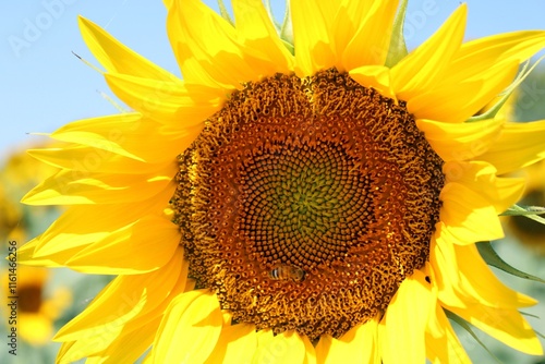 Sunflower (at the feet of Mount Conero, La Marche)