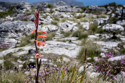 A  vibrant red Table Mountain Watsonia on the top of Table Mountain, Cape Town, South Africa photo