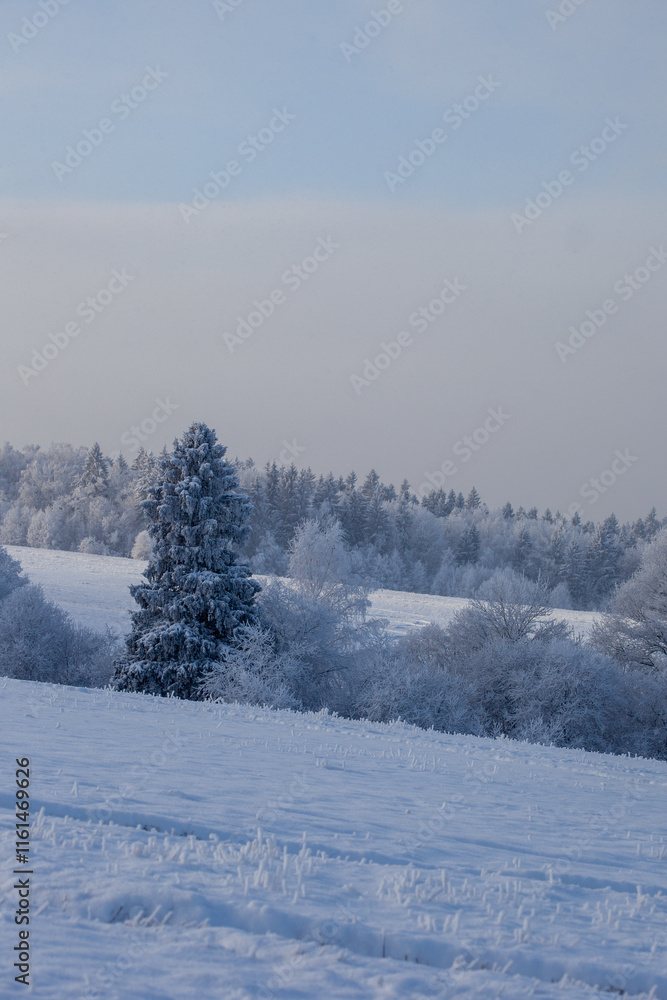 Fototapeta premium winter landscape with snowy fields and forest covered with hoarfrost in a frosty haze
