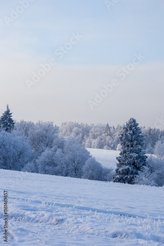winter landscape with snowy fields and forest covered with hoarfrost in a frosty haze