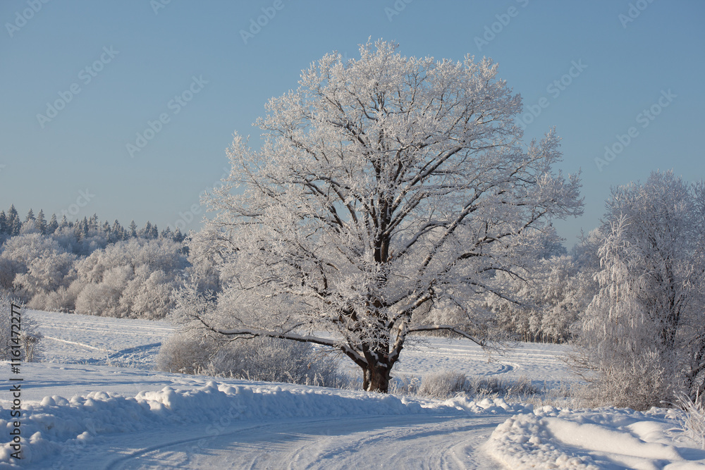 Fototapeta premium winter landscape with gorgeous oak and forest trees covered with snow and hoarfrost in a blue frosty haze
