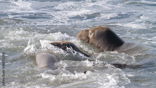 Northern elephant seals swimming in the ocean near San Simeon, California.