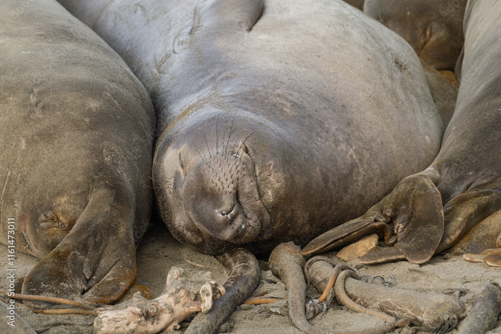 Fototapeta premium Northern elephant seals resting on a beach near San Simeon, California.