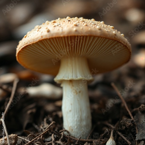 Close-up of a mushroom with droplets on cap in natural forest setting photo