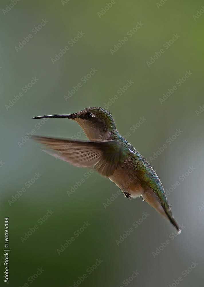Fototapeta premium hummingbird