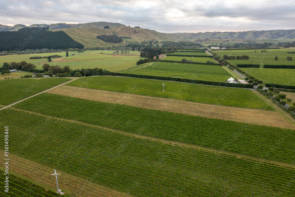 New Zealand vineyard New Zealand vineyard