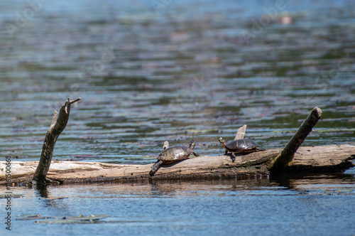 Eastern Painted Turtle photo