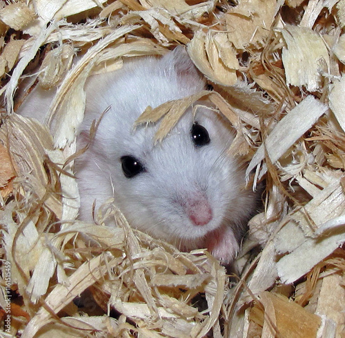 White Hamster