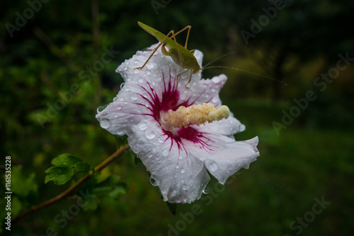 Grashopper Hibiscus photo