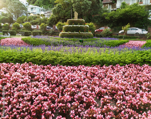 Pink and green flowers blooming at Wellington Botanical Garden New Zealand