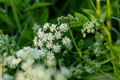 Closeup of Ground elder flowers on a summer evening in rural Estonia, Northern Europe