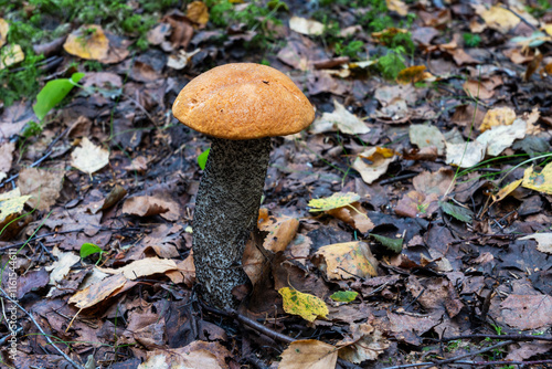 An edible Dark-stalked bolete, Leccinum versipelle growing in an autumnal boreal forest in Estonia, Northern Europe photo