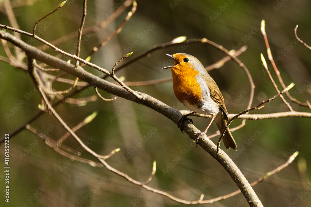 Colorful European robin perched and singing on a sunny spring day in an Estonian woodland, Northern Europe Colorful European robin perched and singing on a sunny spring day in an Estonian woodland, Northern Europe