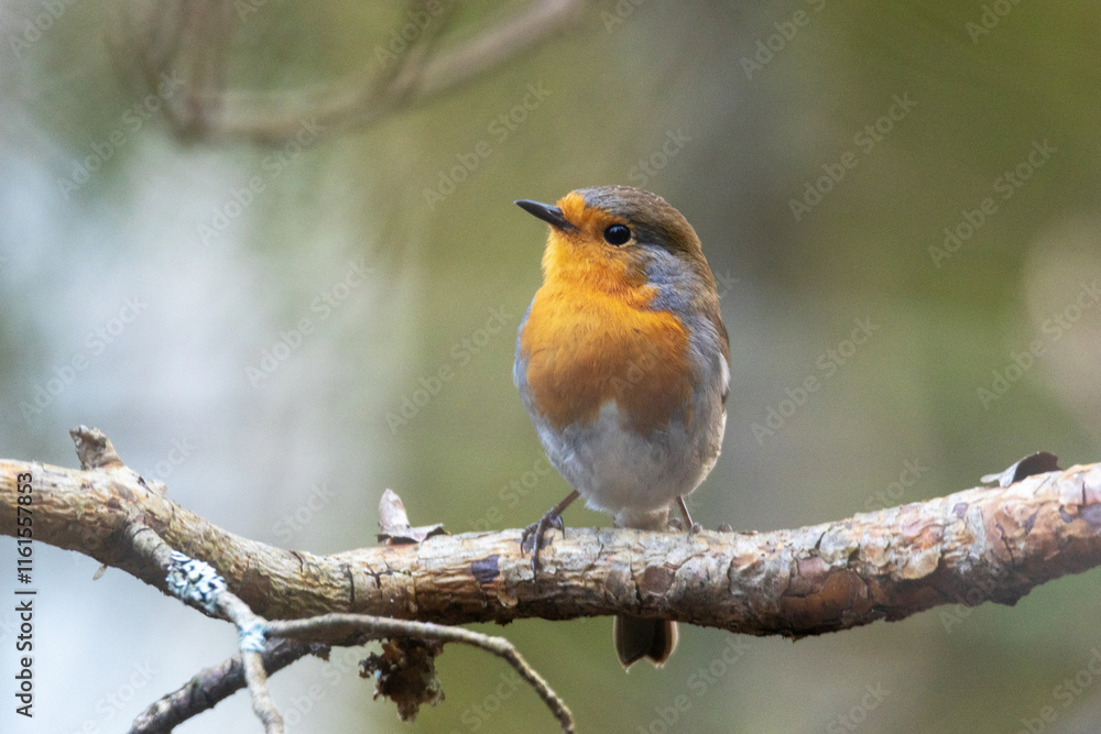Colorful European robin perched on a sunny spring day in an Estonian woodland, Northern Europe Colorful European robin perched on a sunny spring day in an Estonian woodland, Northern Europe