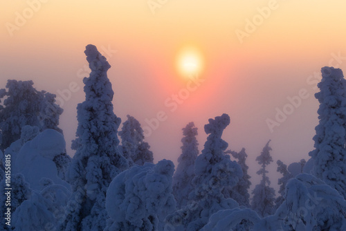 Beautiful sunset over a misty forest on a cold winter evening in Valtavaara near Kuusamo, Northern Finland photo