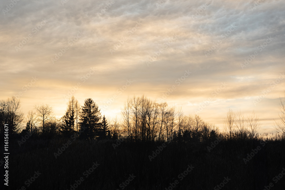 Sunset or dawn in a field with green grass, footpath and willows in the background. Early summer or spring. Landscape after rain with a light haze. Sunset or dawn in a field with green grass, footpath and willows in the background. Early summer or spring. Landscape after rain with a light haze.
