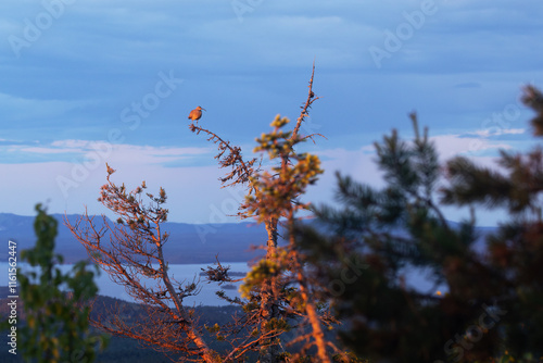 Common whimbrel standing on top of a Spruce tree with beautiful landscape in the background during a sunset in Riisitunturi National Park, Northern Finland	 photo