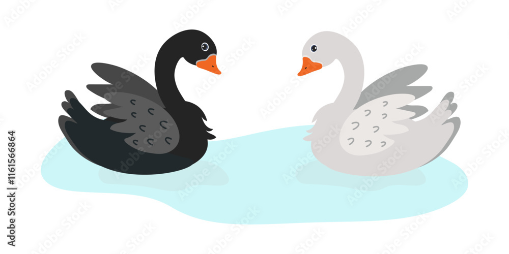 Obraz premium Black and white swans swimming together in a tranquil pond on a sunny day
