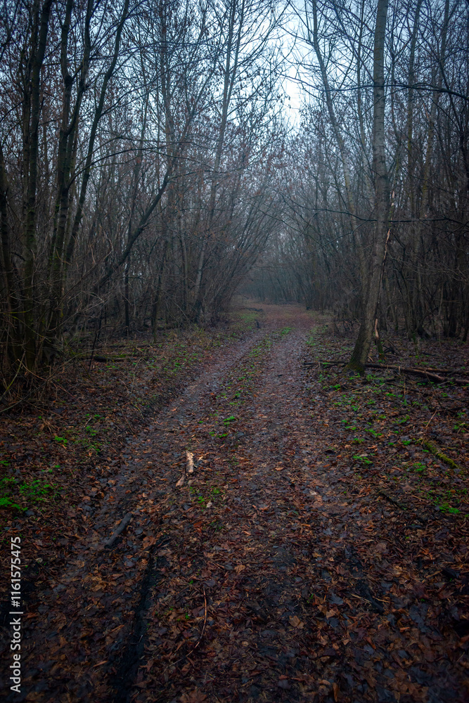 Obraz premium Dark road in the forest , mystery forest , grey and blue colors,fog in the woodlands, landscape photoshoot in the dark forest 