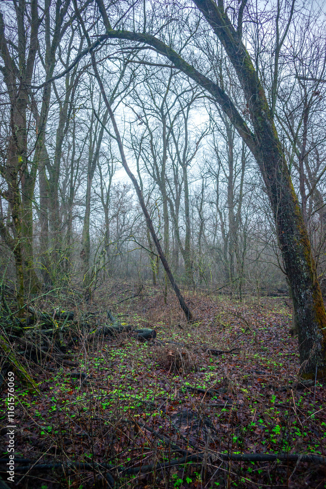 Fototapeta premium Mystery and misty weather in the forest , woodlands and trees , grey and blue colors , mystery forest , october and november weather . Beautiful landscape in the forest 