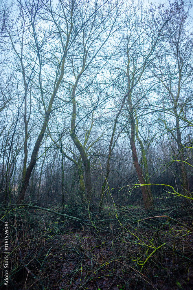 Obraz premium Mystery and misty weather in the forest , woodlands and trees , grey and blue colors , mystery forest , october and november weather . Beautiful landscape in the forest 