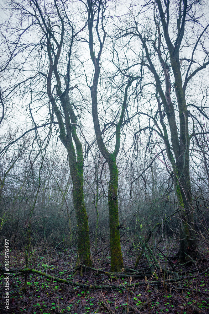Mystery and misty weather in the forest , woodlands and trees , grey and blue colors , mystery forest , october and november weather . Beautiful landscape in the forest Mystery and misty weather in the forest , woodlands and trees , grey and blue colors , mystery forest , october and november weather . Beautiful landscape in the forest