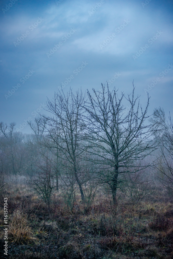 Mystery and misty weather in the forest , woodlands and trees , grey and blue colors , mystery forest , october and november weather . Beautiful landscape in the forest Mystery and misty weather in the forest , woodlands and trees , grey and blue colors , mystery forest , october and november weather . Beautiful landscape in the forest