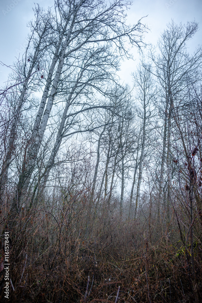 Mystery and dark forest at the morning , forest flora. Misty and rainy weather , cold and frozen weather ,grey and blue colors . Landcaspe photoshoot , mystical trees Mystery and dark forest at the morning , forest flora. Misty and rainy weather , cold and frozen weather ,grey and blue colors . Landcaspe photoshoot , mystical trees
