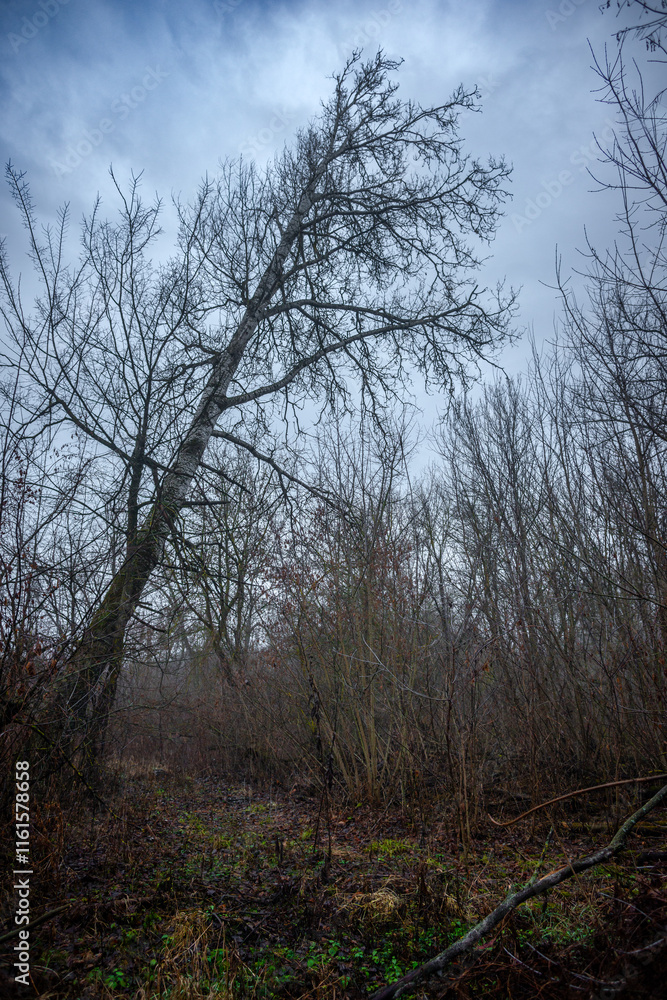 Mystery and dark forest at the morning , forest flora. Misty and rainy weather , cold and frozen weather ,grey and blue colors . Landcaspe photoshoot , mystical trees Mystery and dark forest at the morning , forest flora. Misty and rainy weather , cold and frozen weather ,grey and blue colors . Landcaspe photoshoot , mystical trees
