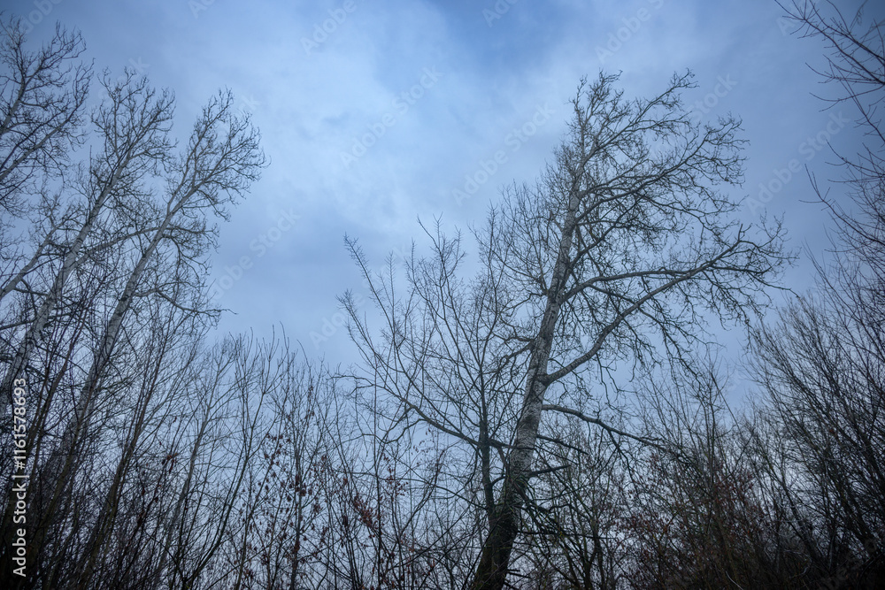 Obraz premium Mystery and dark forest at the morning , forest flora. Misty and rainy weather , cold and frozen weather ,grey and blue colors . Landcaspe photoshoot , mystical trees 