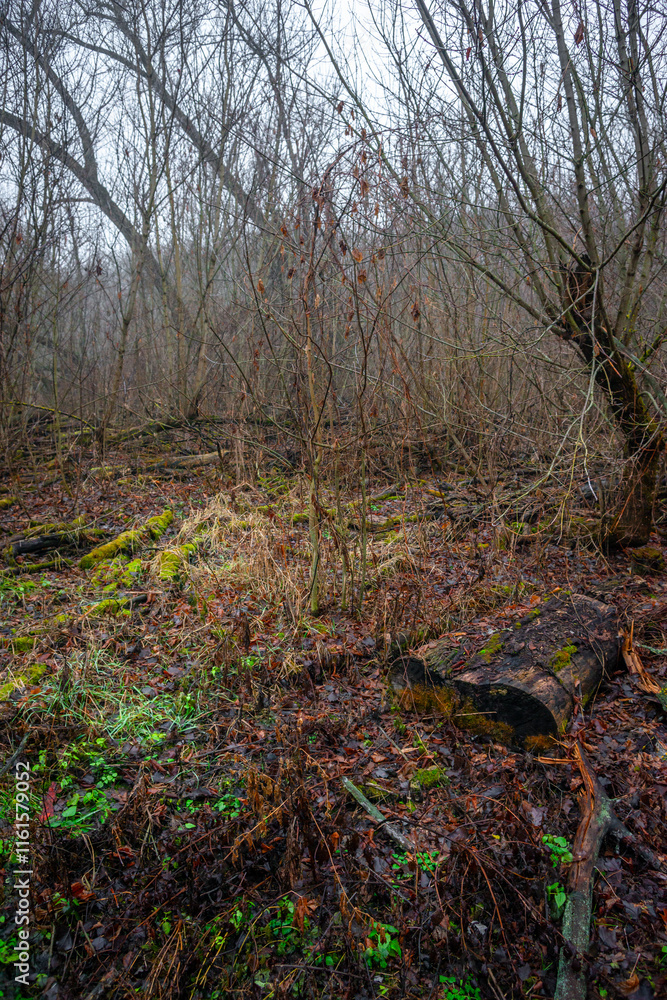 Mystery and dark forest at the morning , forest flora. Misty and rainy weather , cold and frozen weather ,grey and blue colors . Landcaspe photoshoot , mystical trees Mystery and dark forest at the morning , forest flora. Misty and rainy weather , cold and frozen weather ,grey and blue colors . Landcaspe photoshoot , mystical trees