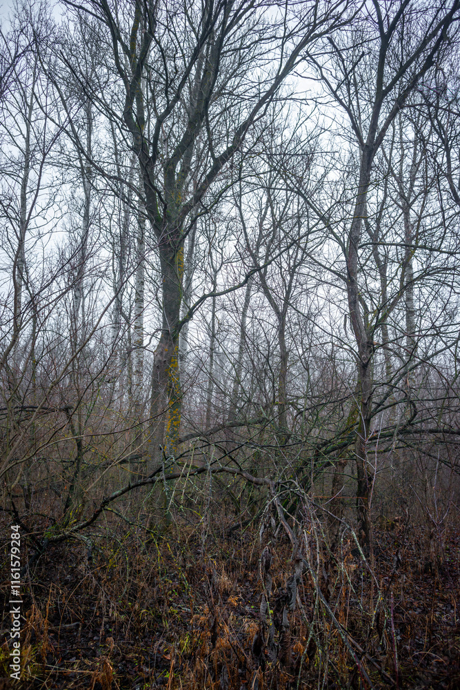 Mystery and dark forest at the morning , forest flora. Misty and rainy weather , cold and frozen weather ,grey and blue colors . Landcaspe photoshoot , mystical trees Mystery and dark forest at the morning , forest flora. Misty and rainy weather , cold and frozen weather ,grey and blue colors . Landcaspe photoshoot , mystical trees