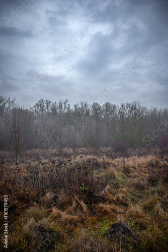 Wallpaper Mural Mystery and dark forest at the morning , forest flora. Misty and rainy weather , cold and frozen weather ,grey and blue colors . Landcaspe photoshoot , mystical trees  Torontodigital.ca