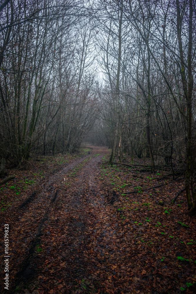 Fototapeta premium Dark road in the forest , mystery forest , grey and blue colors,fog in the woodlands, landscape photoshoot in the dark forest 