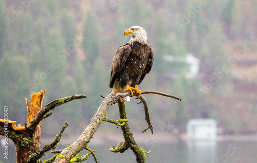 A bald eagle settled on a tree limb