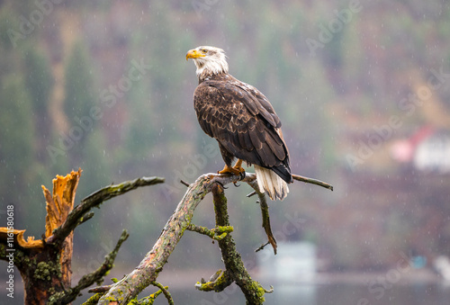 Bald Eagle perched on a branch	