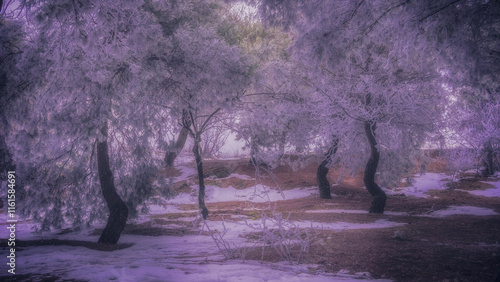 Dark and mistery winter pine forest. Dreamy landscape.