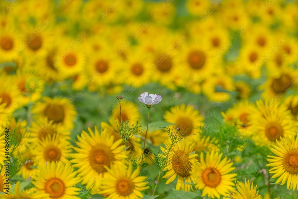 満開のひまわりに囲まれて咲く咲くちょうど見ごろの淡いピンクのコスモス