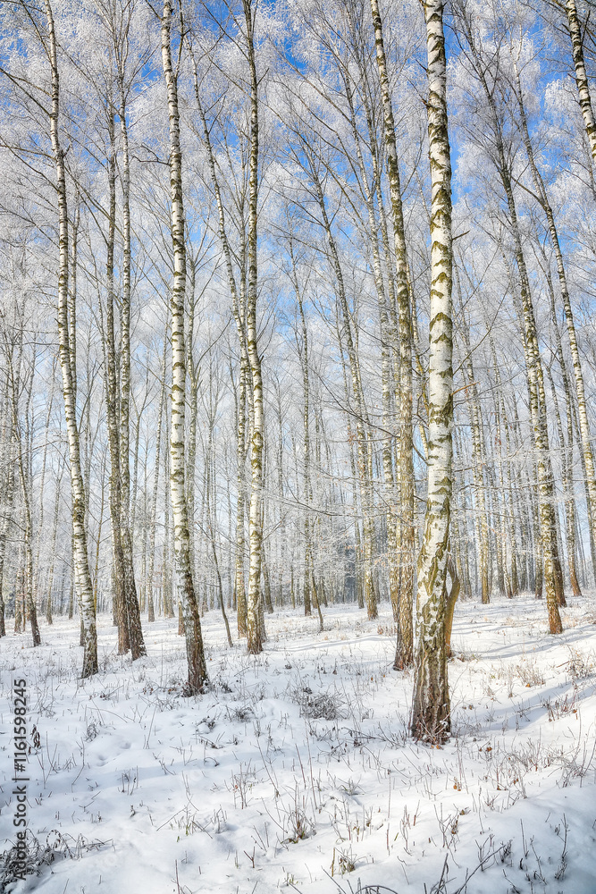 Incredible landscape with snow-covered birch trees in city park. Incredible landscape with snow-covered birch trees in city park.