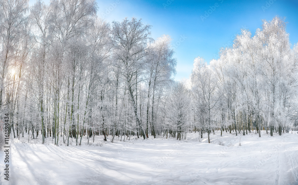 Majestic landscape with snow-covered trees in the city park. Majestic landscape with snow-covered trees in the city park.