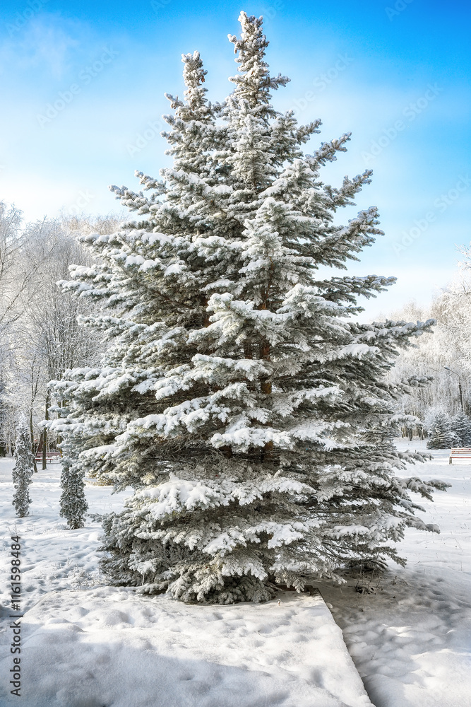 Incredible landscape with snow-covered trees in the city park. Incredible landscape with snow-covered trees in the city park.