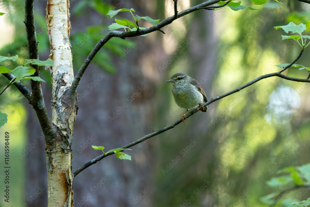 Obraz premium An adult Willow warbler perched on a Birch branch on a summer evening in a forest in rural Estonia, Northern Europe 